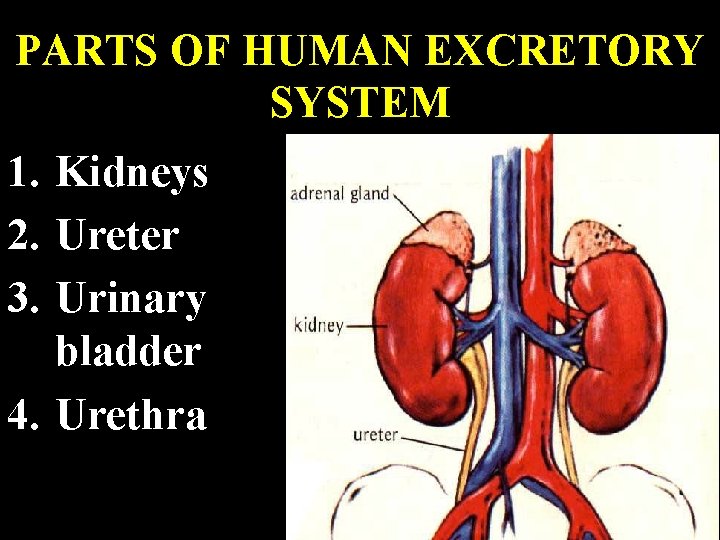 PARTS OF HUMAN EXCRETORY SYSTEM 1. Kidneys 2. Ureter 3. Urinary bladder 4. Urethra