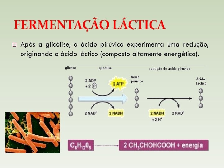 FERMENTAÇÃO LÁCTICA 