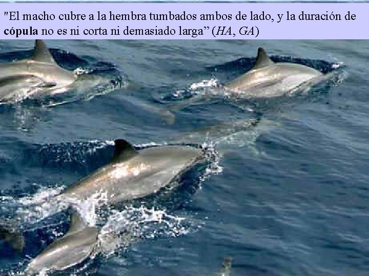 "Los delfines pequeños siempre van acompañados de yalgunos de losde "El macho cubre a
