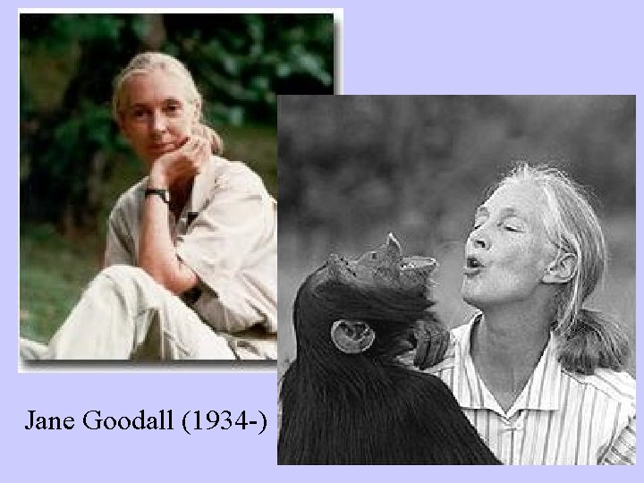 Jane Goodall (1934 -) 