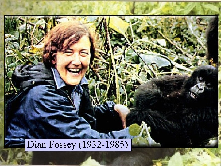 Dian Fossey (1932 -1985) 
