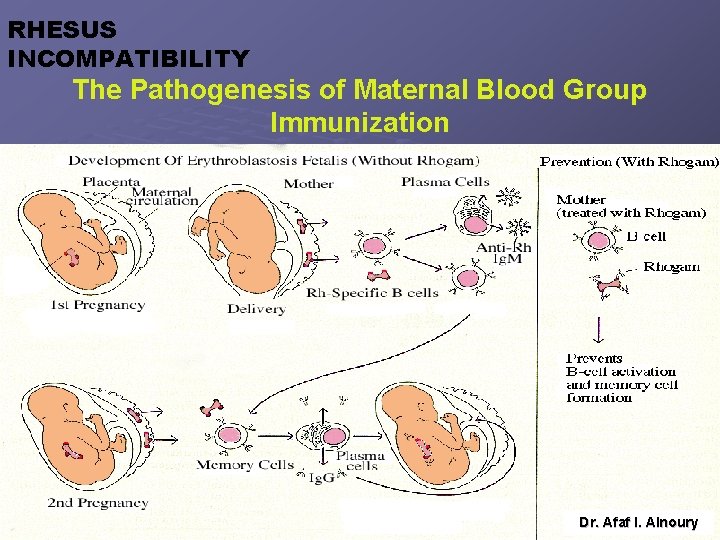 RHESUS INCOMPATIBILITY The Pathogenesis of Maternal Blood Group Immunization Dr. Afaf I. Alnoury 