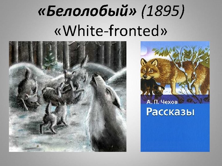  «Белолобый» (1895) «White-fronted» 