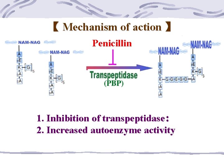 【 Mechanism of action 】 Penicillin 1. Inhibition of transpeptidase: 2. Increased autoenzyme activity
