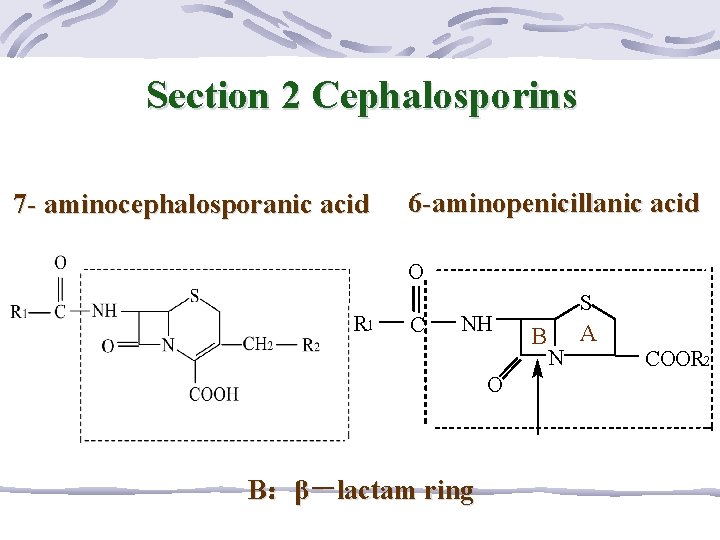 Section 2 Cephalosporins 7 - aminocephalosporanic acid 6 -aminopenicillanic acid O R 1 C