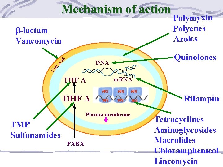 Mechanism of action wa ll -lactam Vancomycin Polymyxin Polyenes Azoles Quinolones Ce ll DNA