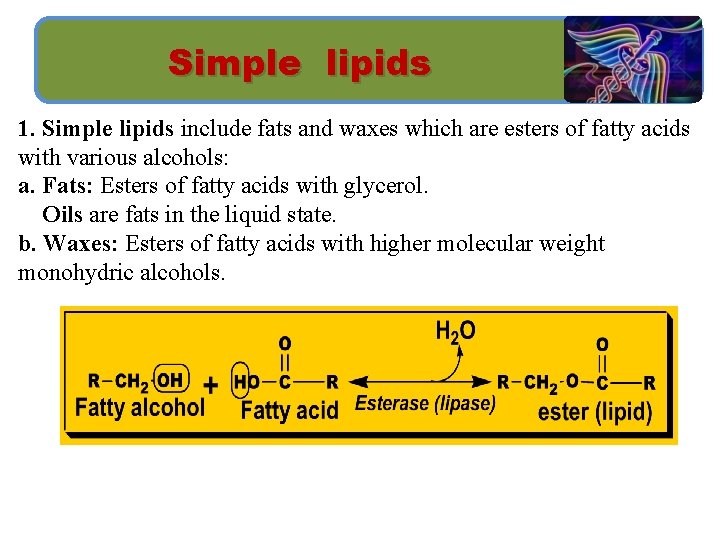 LIPIDS Biochemistry BMS 233 L Noha Soliman OBJECTIVES