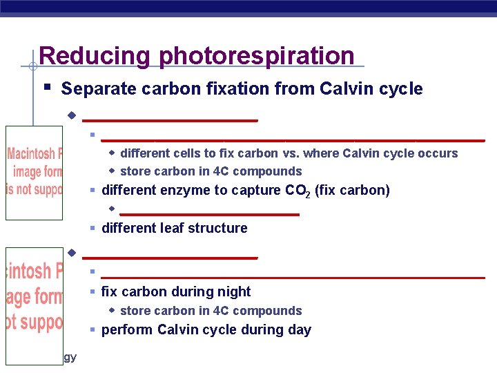 Reducing photorespiration § Separate carbon fixation from Calvin cycle u __________ § _________________________ w