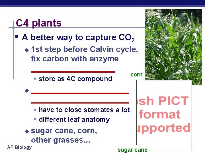 C 4 plants § A better way to capture CO 2 u 1 st