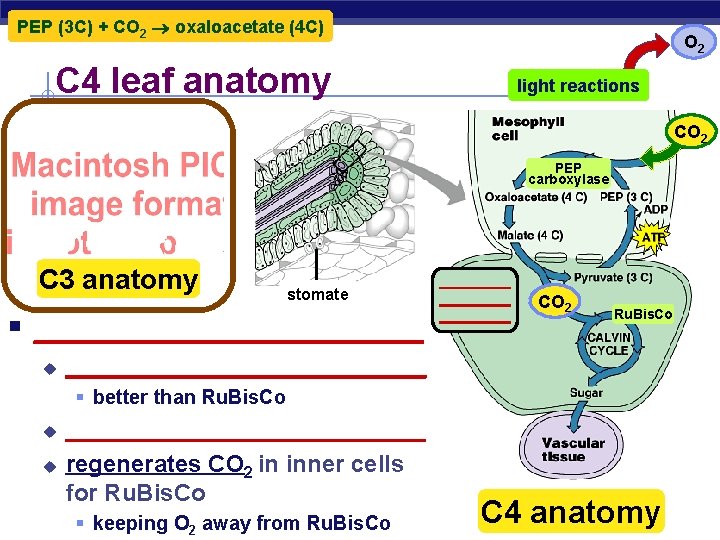 PEP (3 C) + CO 2 oxaloacetate (4 C) O 2 C 4 leaf