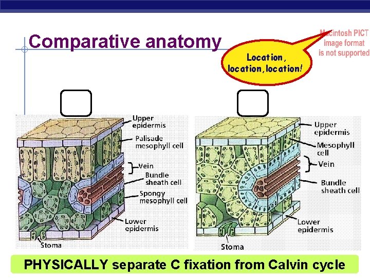 Comparative anatomy C 3 Location, location! C 4 PHYSICALLY separate C fixation from Calvin