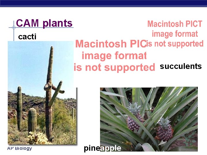 CAM plants cacti succulents AP Biology pineapple 