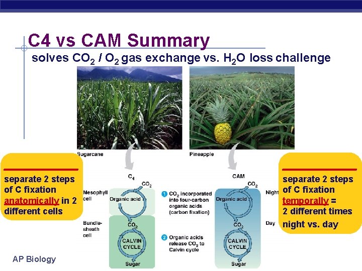 C 4 vs CAM Summary solves CO 2 / O 2 gas exchange vs.
