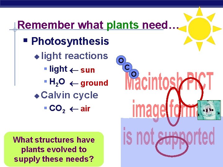 Remember what plants need… § Photosynthesis u light reactions § light sun § H
