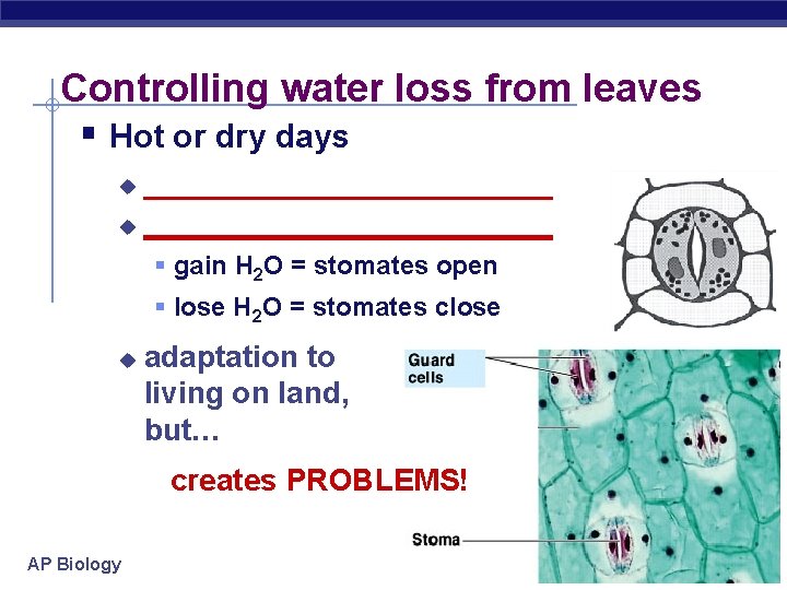 Controlling water loss from leaves § Hot or dry days ________________________ u § gain