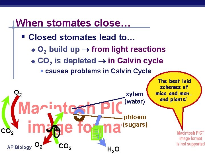 When stomates close… § Closed stomates lead to… O 2 build up from light