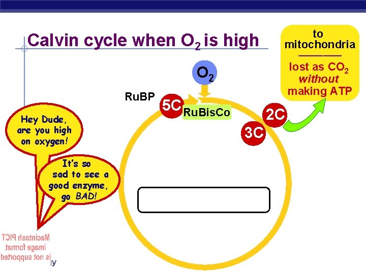 Calvin cycle when O 2 is high O 2 Ru. BP Hey Dude, are