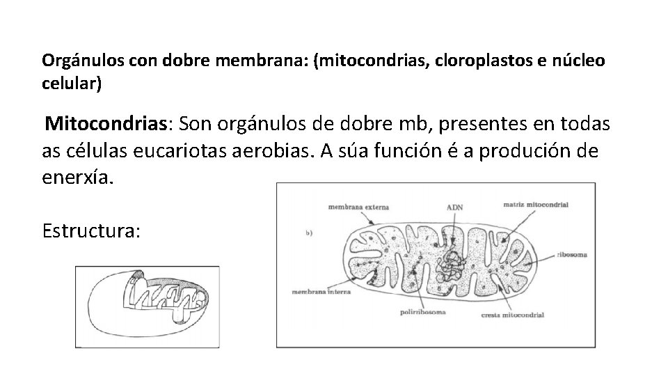 Orgánulos con dobre membrana: (mitocondrias, cloroplastos e núcleo celular) Mitocondrias: Son orgánulos de dobre