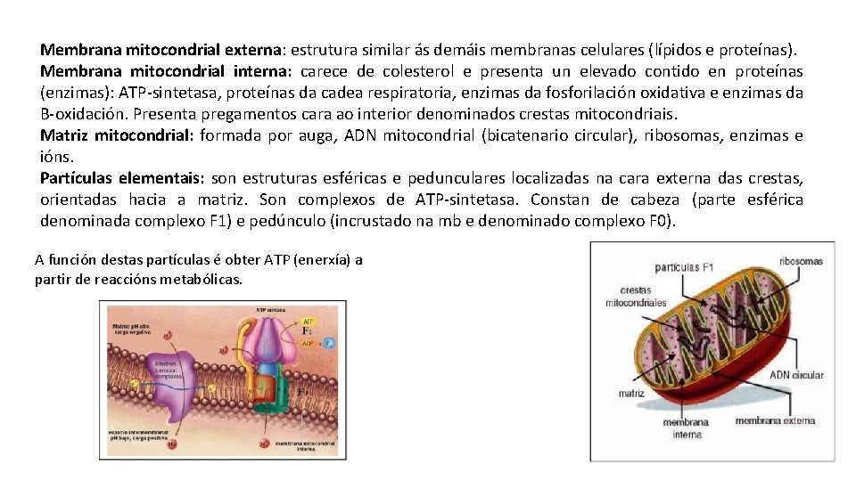 Membrana mitocondrial externa: estrutura similar ás demáis membranas celulares (lípidos e proteínas). Membrana mitocondrial