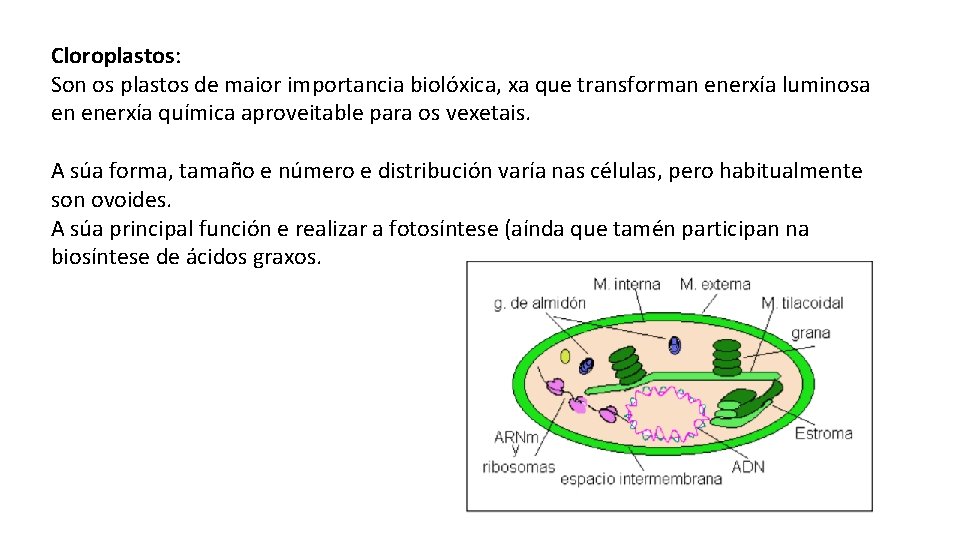 Cloroplastos: Son os plastos de maior importancia biolóxica, xa que transforman enerxía luminosa en