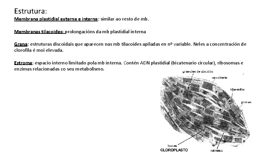 Estrutura: Membrana plastidial externa e interna: similar ao resto de mb. Membranas tilacoides: prolongacións