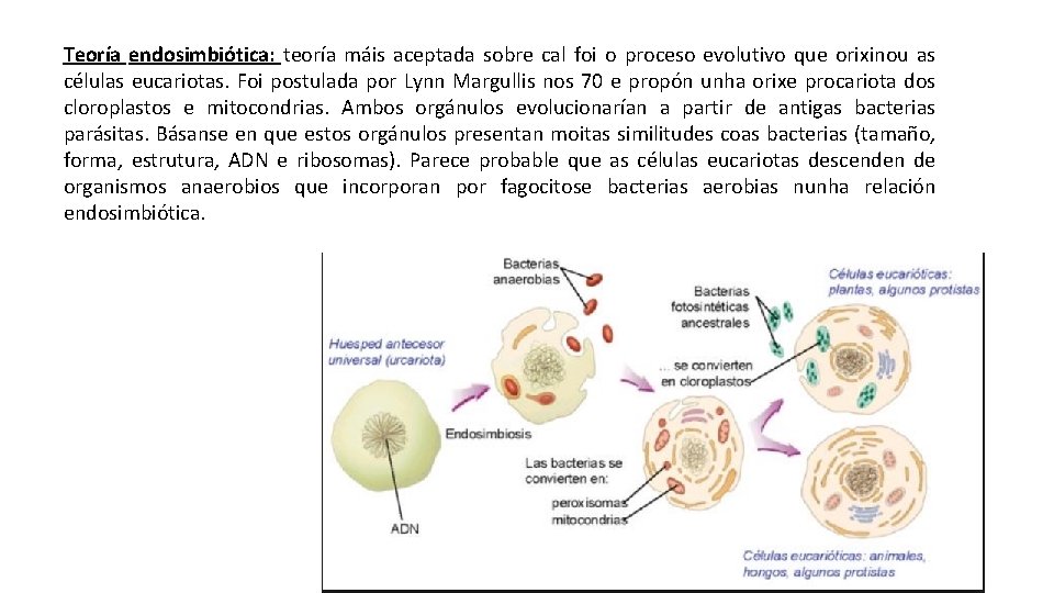 Teoría endosimbiótica: teoría máis aceptada sobre cal foi o proceso evolutivo que orixinou as