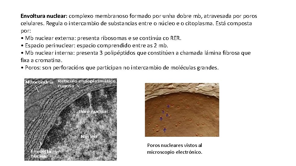 Envoltura nuclear: complexo membranoso formado por unha dobre mb, atravesada poros celulares. Regula o