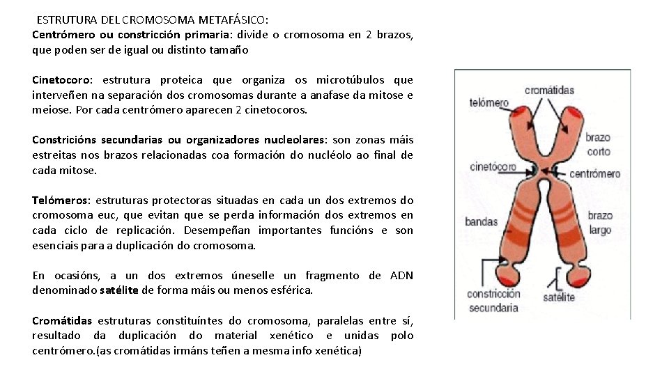 ESTRUTURA DEL CROMOSOMA METAFÁSICO: Centrómero ou constricción primaria: divide o cromosoma en 2 brazos,