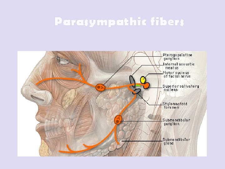 Parasympathic fibers 