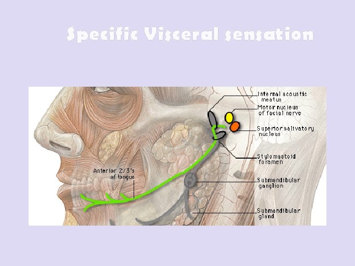 Specific Visceral sensation 