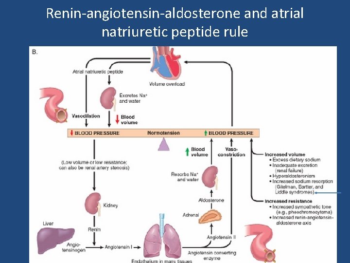 Renin-angiotensin-aldosterone and atrial natriuretic peptide rule 