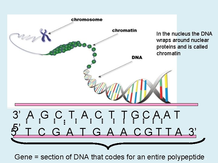 In the nucleus the DNA wraps around nuclear proteins and is called chromatin 3’