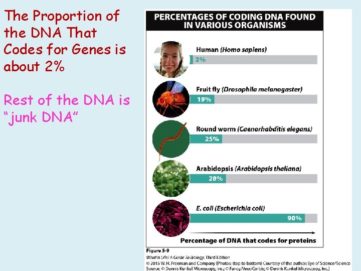 The Proportion of the DNA That Codes for Genes is about 2% Rest of