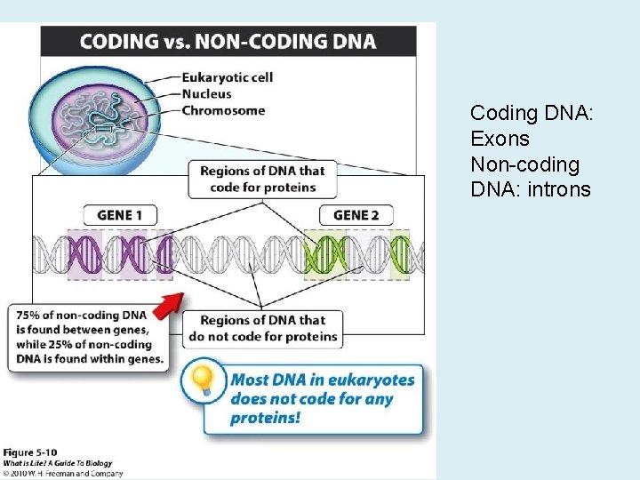 Coding DNA: Exons Non-coding DNA: introns 