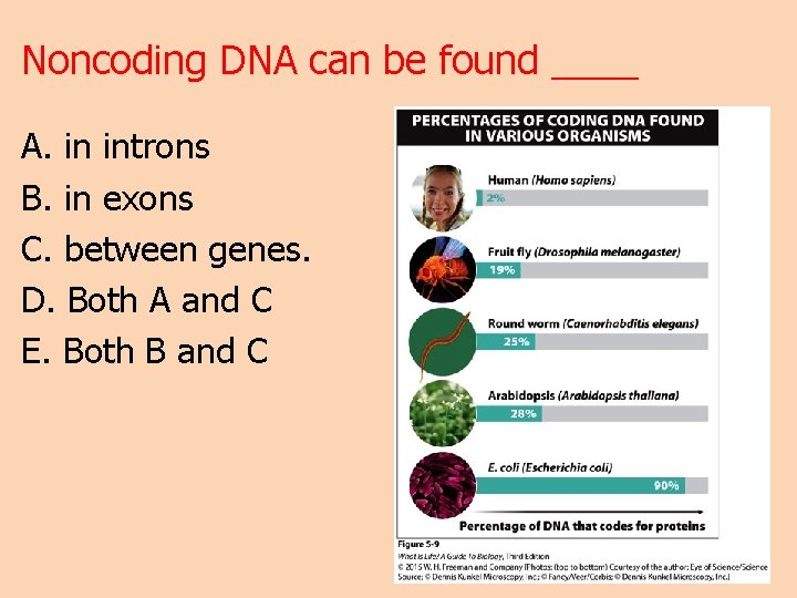 Noncoding DNA can be found ____ A. in introns B. in exons C. between