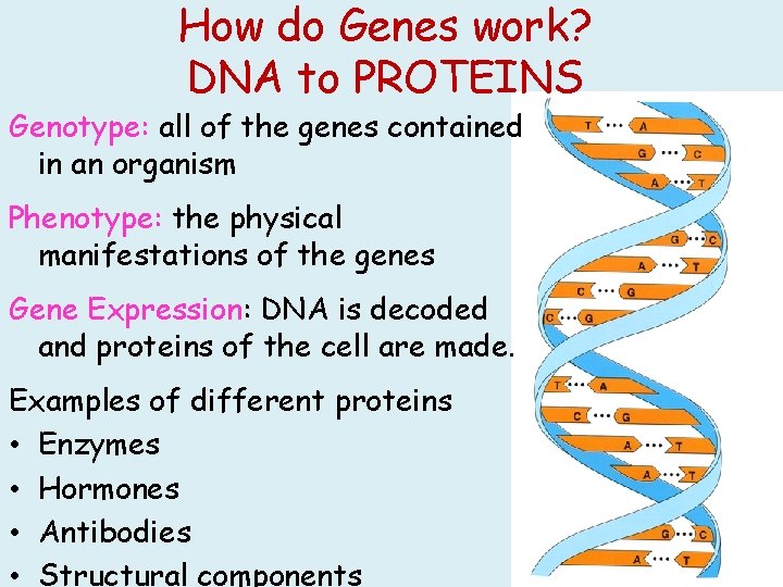 How do Genes work? DNA to PROTEINS Genotype: all of the genes contained in
