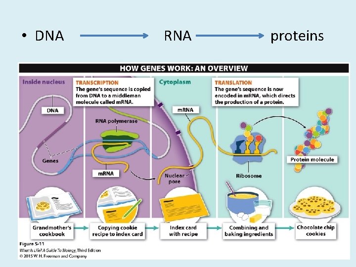  • DNA RNA proteins 