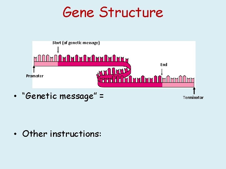 Gene Structure Start (of genetic message) End Promoter • “Genetic message” = • Other