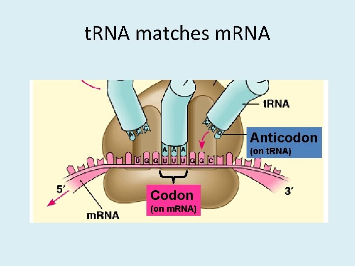 t. RNA matches m. RNA Anticodon (on t. RNA) Codon (on m. RNA) 