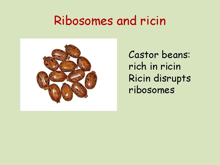 Ribosomes and ricin Castor beans: rich in ricin Ricin disrupts ribosomes 
