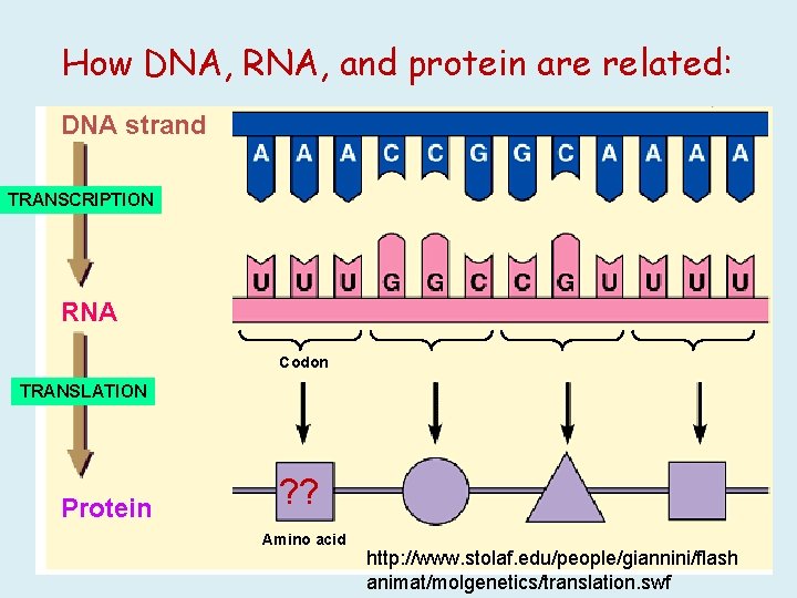 How DNA, RNA, and protein are related: DNA strand TRANSCRIPTION RNA Codon TRANSLATION Protein