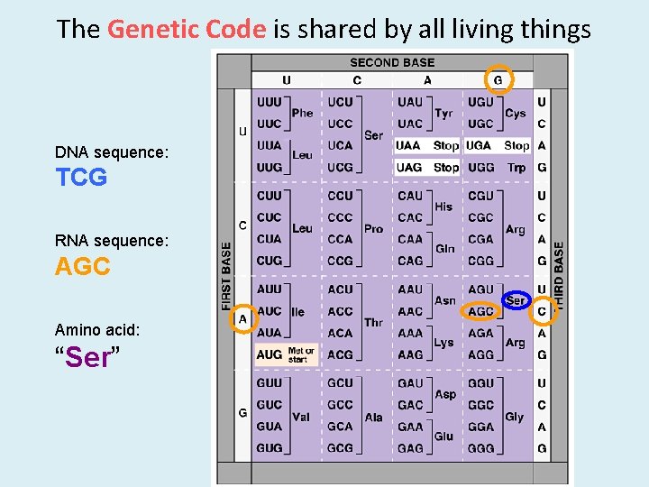 The Genetic Code is shared by all living things DNA sequence: TCG RNA sequence: