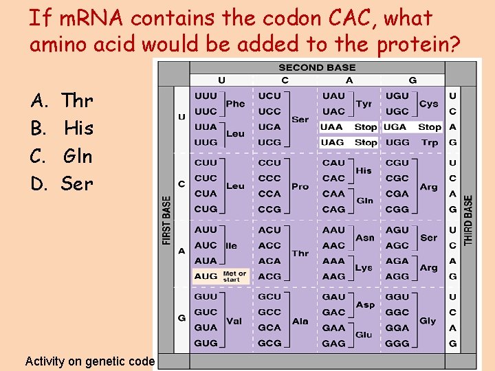 If m. RNA contains the codon CAC, what amino acid would be added to