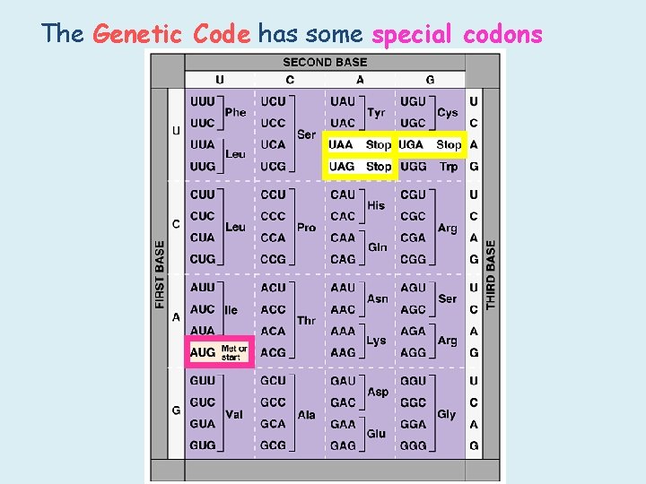 The Genetic Code has some special codons 
