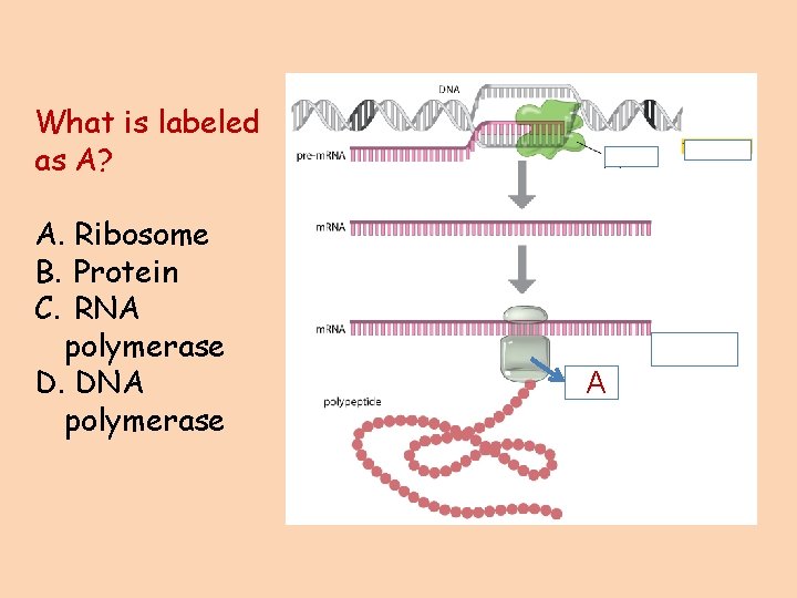 What is labeled as A? A. Ribosome B. Protein C. RNA polymerase D. DNA