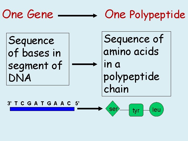 One Gene Sequence of bases in segment of DNA 3’ T C G A