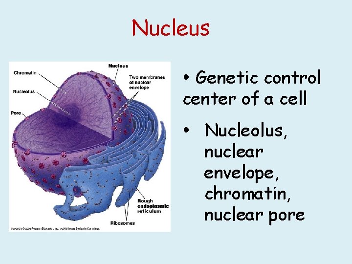 Nucleus Genetic control center of a cell Nucleolus, nuclear envelope, chromatin, nuclear pore 