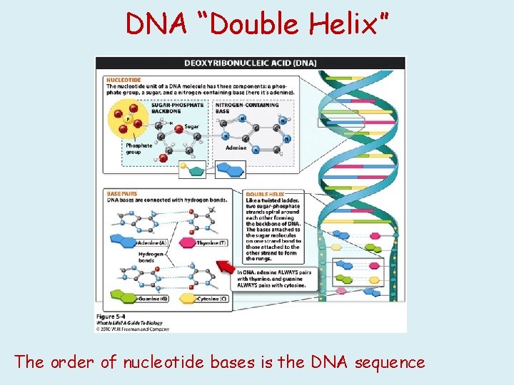 DNA “Double Helix” The order of nucleotide bases is the DNA sequence 