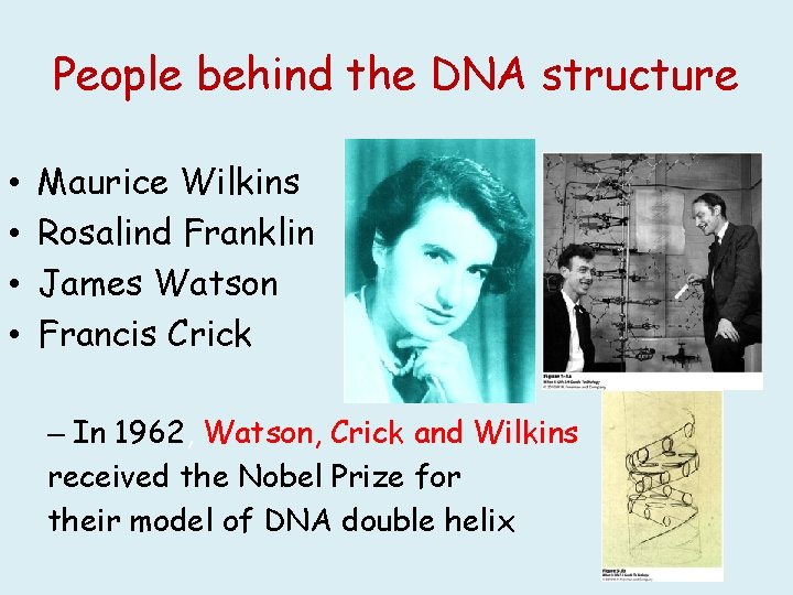 People behind the DNA structure • • Maurice Wilkins Rosalind Franklin James Watson Francis