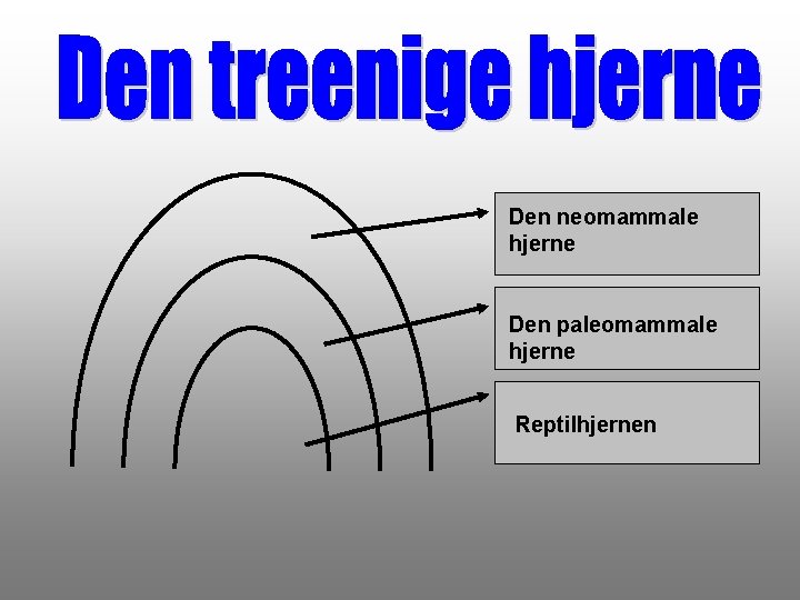 Den neomammale hjerne Den paleomammale hjerne Reptilhjernen 